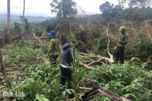 Giám đốc Công ty Lâm nghiệp Ea Kar bị bắt