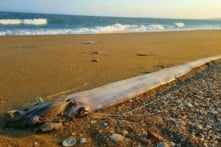 3 ngày xuất hiện 3 con Cá Mái chèo dạt vào bờ biển Lâm Đồng