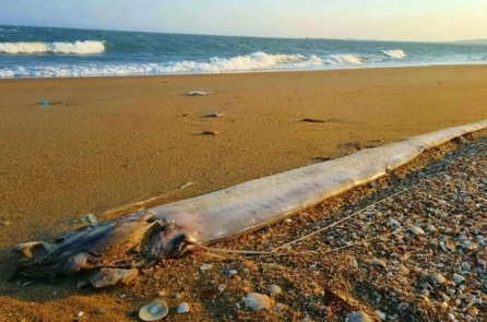 3 ngày xuất hiện 3 con Cá Mái chèo dạt vào bờ biển Lâm Đồng