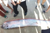 Lâm Đồng: Cá Mái chèo dài gần 4m dạt vào bờ biển Dinh Thầy Thím