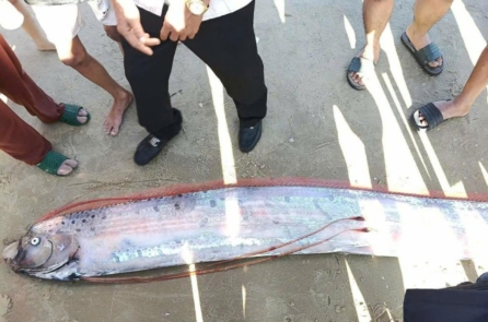 Lâm Đồng: Cá Mái chèo dài gần 4m dạt vào bờ biển Dinh Thầy Thím