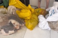 Nhiều vụ trộm chó, mèo tại TP.HCM được phát hiện