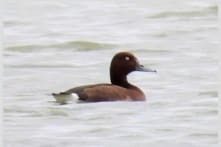 Phát hiện 4 loài chim chưa từng được công bố tại Phong Nha – Kẻ Bàng