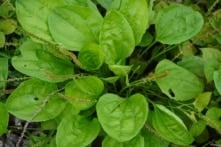 Cây mã đề giúp chữa lành vết thương và các bệnh về tiêu hóa