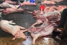 Vụ 300 tấn lợn bệnh vào trường học: Cục Chăn nuôi – Thú y thừa nhận lỗ hổng