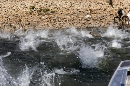 [VIDEO] Cá chép châu Á tràn lan, người Mỹ “đại chiến cá bay”