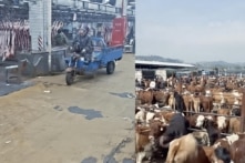 Trung Quốc bùng phát dịch lở mồm long móng chủng mới, gây thiệt hại nặng