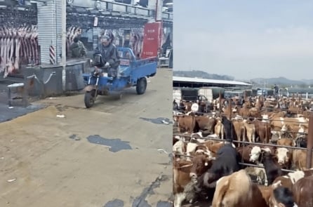 Trung Quốc bùng phát dịch lở mồm long móng chủng mới, gây thiệt hại nặng