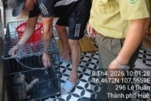 Người dân cứu một cá thể khỉ mặt đỏ mắc bẫy, phải tháo khớp chân