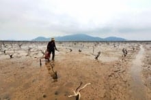 Nhiều hecta rừng ngập mặn ở Hà Tĩnh chết khô chưa rõ nguyên nhân