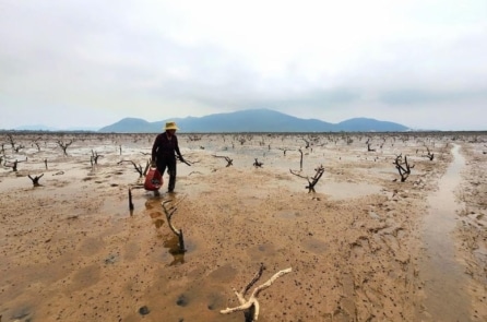 Nhiều hecta rừng ngập mặn ở Hà Tĩnh chết khô chưa rõ nguyên nhân