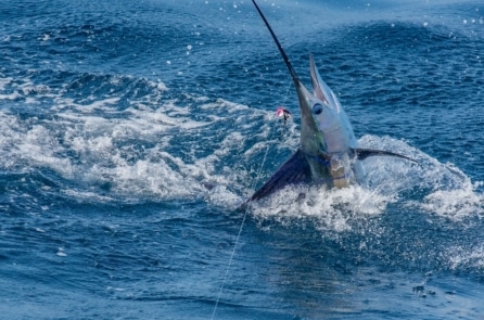 Sau 5 giờ vật lộn, thuyền trưởng bang Florida bắt được cá biển nặng 217 kg