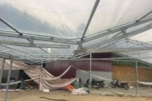 Lào Cai – Dông lốc, mưa đá khiến một người bị thương, cầu treo tụt cáp