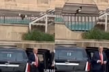 Cư dân mạng phát hiện ông Trump vừa xuống xe, chim hỷ thước liền bay tới