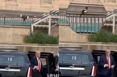 Cư dân mạng phát hiện ông Trump vừa xuống xe, chim hỷ thước liền bay tới