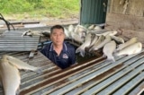 Cá chết hàng loạt trên sông Lam: Nghệ An nhận định không phải dịch bệnh thông thường
