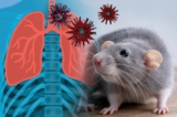 Chuột xuất hiện trong nhà: Nhận biết sớm để phòng virus Hanta