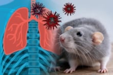 Chuột xuất hiện trong nhà: Nhận biết sớm để phòng virus Hanta
