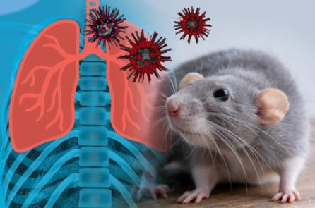 Chuột xuất hiện trong nhà: Nhận biết sớm để phòng virus Hanta