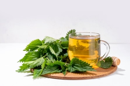 Cây tầm ma: Loài cỏ dại mùa xuân đáng để ăn