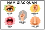 Lý do thực sự khiến các giác quan của bạn suy giảm