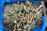 Khởi tố 2 bị can trong vụ buôn lậu hơn 10.000 tấn chân gà nhập khẩu 