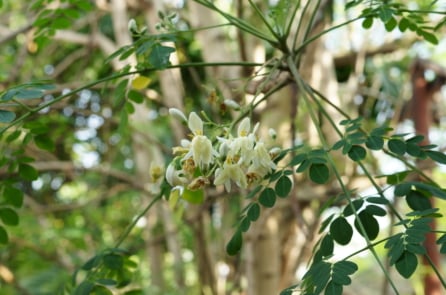 Chùm ngây: Thực phẩm cổ xưa tốt cho não bộ và hệ miễn dịch