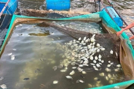 Quảng Trị: Khoảng 22,5 tấn cá chết trên sông, tỉnh rà soát nguồn thải
