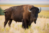 Kinh hoàng ở Yellowstone: Du khách bị bò rừng húc văng cao gần 2 mét