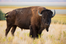 Kinh hoàng ở Yellowstone: Du khách bị bò rừng húc văng cao gần 2 mét