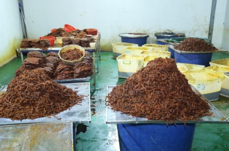 Một công ty thực phẩm sản xuất 65 tấn khô bò giả, thu 21 tỷ đồng  