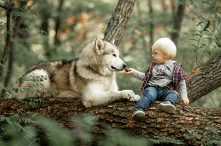 Từng được bầy sói nuôi dưỡng, “cậu bé sói” Tây Ban Nha qua đời ở tuổi 80 Từng được bầy sói nuôi dưỡng, “cậu bé sói” Tây Ban Nha qua đời ở tuổi 80