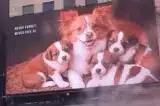Vụ “ngược đãi chó” ở TQ khiến nhiều người dân đồng loạt rút lại nguyện vọng hiến tạng