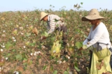 Bắc Kinh trừng phạt 2 phòng thí nghiệm Mỹ có thể truy tìm nguồn gốc bông