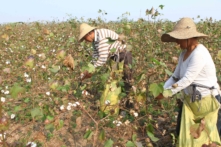 Bắc Kinh trừng phạt 2 phòng thí nghiệm Mỹ có thể truy tìm nguồn gốc bông