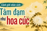 Cảnh giới nhân sinh: Tâm đạm như hoa cúc