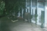 Sơn La: Voi rừng phá rào, xông vào trường học lúc nửa đêm