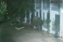 Sơn La: Voi rừng phá rào, xông vào trường học lúc nửa đêm