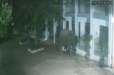 Sơn La: Voi rừng phá rào, xông vào trường học lúc nửa đêm