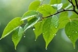 Xin cứ nuôi mộng dài?