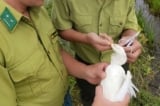 Khâu mắt cò, giăng hàng nghìn mét lưới bắt chim trời tại Huế