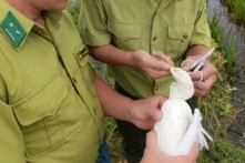 Khâu mắt cò, giăng hàng nghìn mét lưới bắt chim trời tại Huế