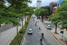 Hà Nội cho trồng 33 loài cây trong thành phố, cấm trồng 18 loài
