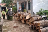 Gia Lai: Cưa hạ 451 cây rừng tự nhiên bán cho doanh nghiệp làm củi