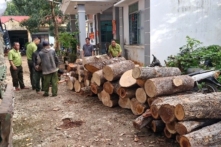 Gia Lai: Cưa hạ 451 cây rừng tự nhiên bán cho doanh nghiệp làm củi