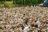 Đồng Tháp: Ổ dịch cúm A/H5N6 trên đàn vịt, 77 con chết, tiêu hủy 518 gia cầm