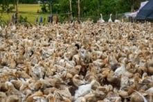Đồng Tháp: Ổ dịch cúm A/H5N6 trên đàn vịt, 77 con chết, tiêu hủy 518 gia cầm