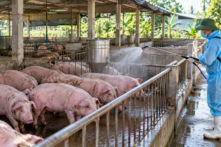 Đồng Tháp, An Giang, Cần Thơ tiêu hủy hàng nghìn con lợn mắc tả lợn châu Phi