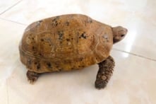 Khánh Hòa: Một cá thể rùa núi vàng, 290 chim cảnh, chim ‘phóng sinh’… được cứu