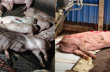 Nhập 1,5 tấn lợn bệnh về bán, một chủ hộ kinh doanh bị khởi tố
